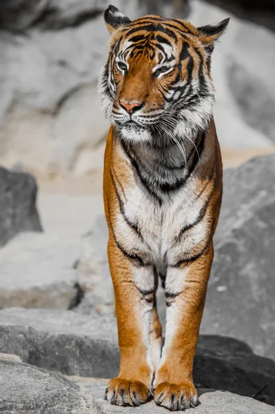 Τίγρης από κοντά πορτρέτο — Φωτογραφία Αρχείου