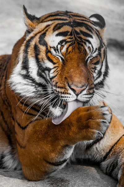 Tijger close-up portret — Stockfoto