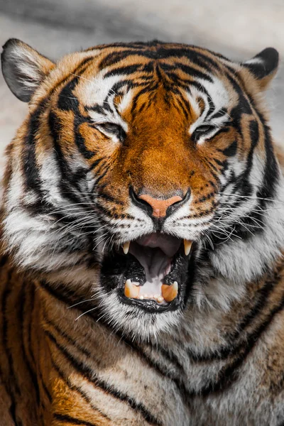 Tigre Gros plan Portrait — Photo