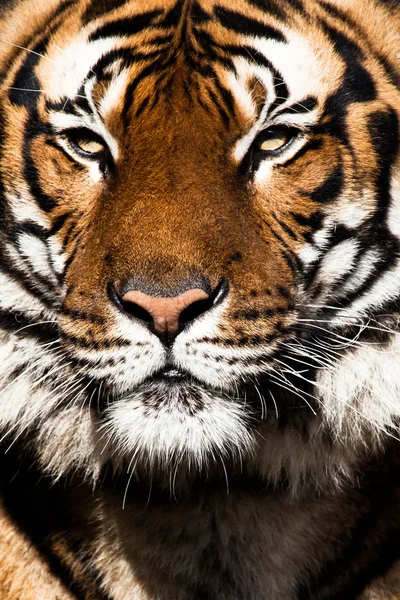 Tiger Close Up Portrait — Stock Photo, Image