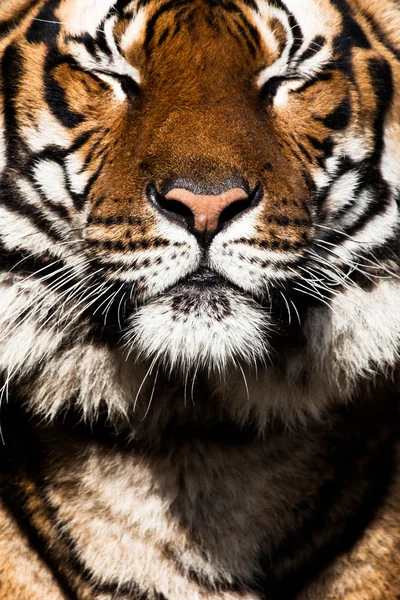 Tiger Close Up Portrait — Stock Photo, Image