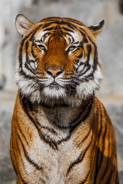 Tiger Close Up Portrait — Stock Photo, Image