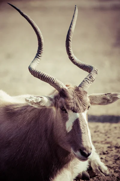 Groep van impala antelope zitten in droog gras. — Stockfoto