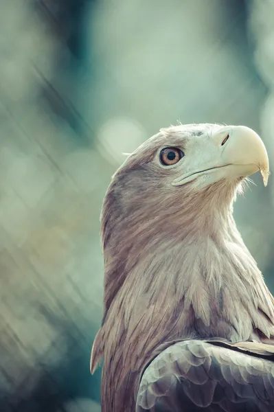 Golden eagle zblízka — Stock fotografie