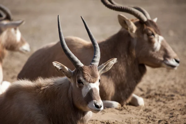 Группа антилоп импала сидит в сухой траве . — стоковое фото