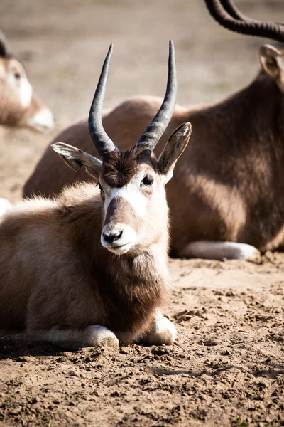 Gruppo di antilopi impala seduti nell'erba secca. — 스톡 사진