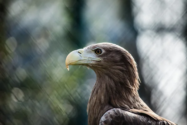 Golden eagle zblízka — Stock fotografie