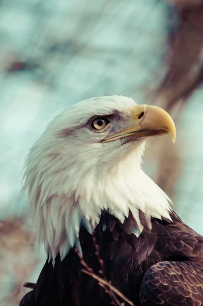 Kel kartal portresi — Stok fotoğraf