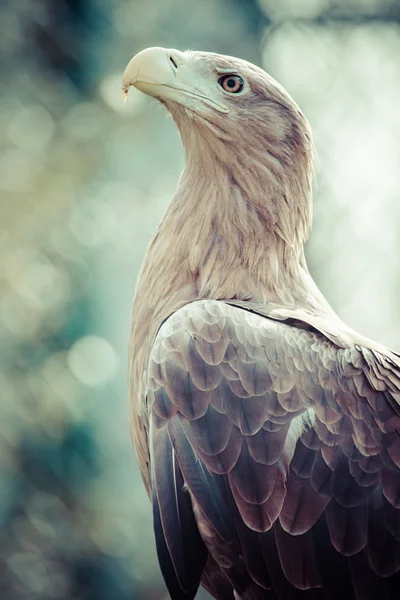 Steinadler aus nächster Nähe — Stockfoto