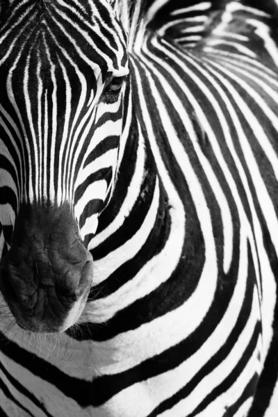 Zebra zwierzę portret — Zdjęcie stockowe