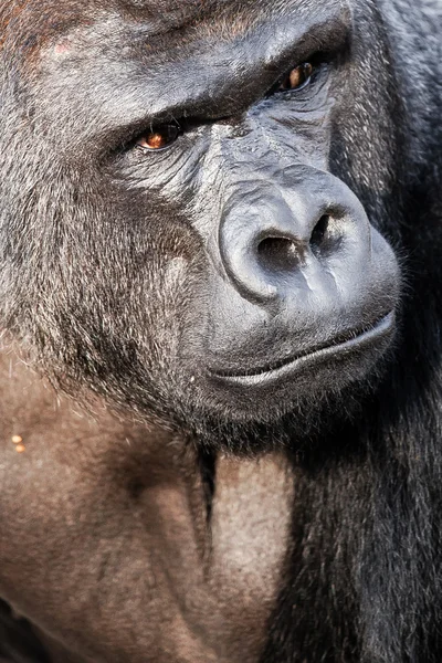 Face portrait of a gorilla male — Stock Photo, Image