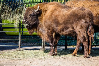 Amerikan bizonu (bizon bizon) ya da bufalo sürüsü 