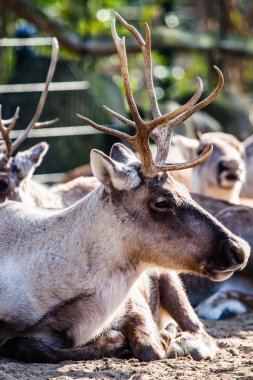 milli park'ın güzel kırmızı geyik.