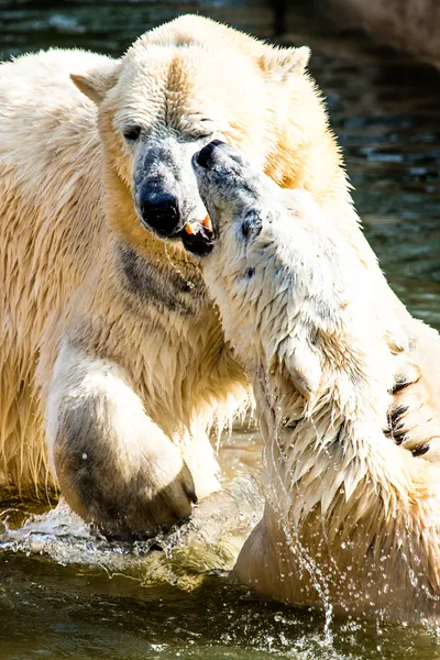 Eisbären kämpfen — Stockfoto