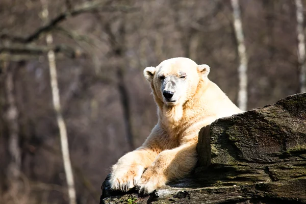 Polar bears fighting — Stock Photo, Image