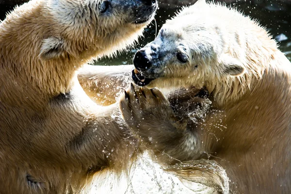 Polar bears fighting — Stock Photo, Image