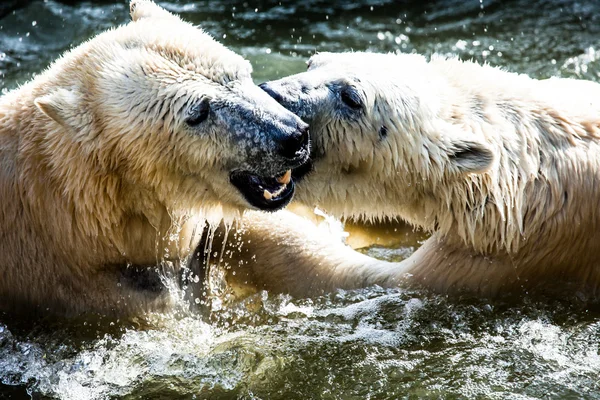 Eisbären kämpfen — Stockfoto