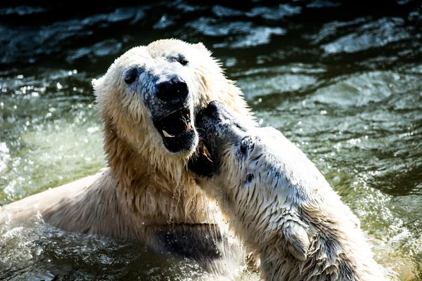 ホッキョクグマの戦い — ストック写真