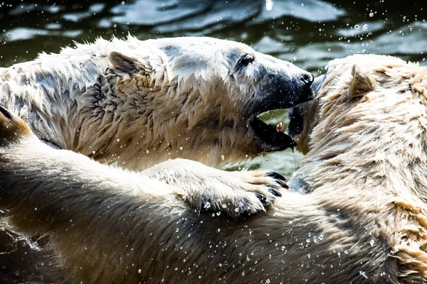 Niedźwiedzie polarne, walki — Zdjęcie stockowe