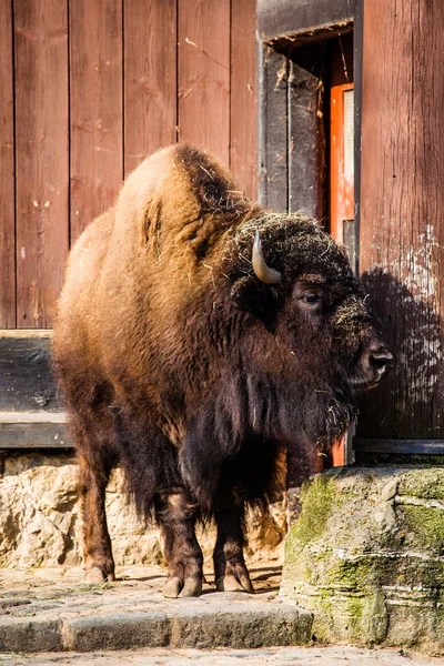 Kudde van Amerikaanse bizon (bison bison) of buffalo — Stockfoto