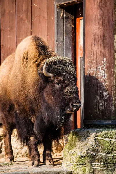 Besättningen av amerikanska bison (bison bison) eller buffalo — Stockfoto