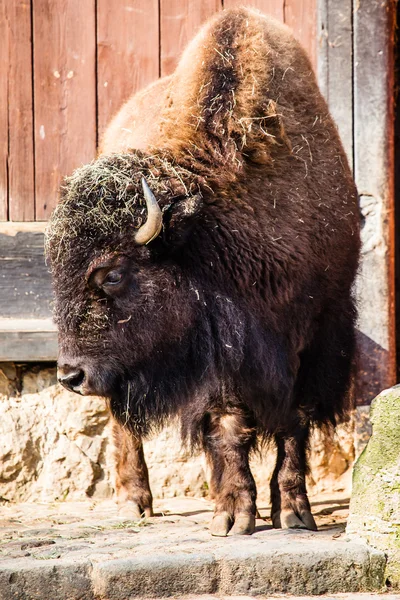 Amerikan bizonu (bizon bizon) ya da bufalo sürüsü — Stok fotoğraf