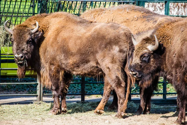 Kudde van Amerikaanse bizon (bison bison) of buffalo — Stockfoto