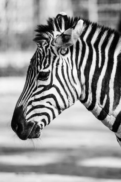 Zebra, Park Narodowy Serengeti, Tanzania, Afryka Wschodnia — Zdjęcie stockowe