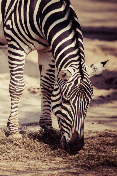 Zebra, Serengeti National Park, Tanzania, East Africa