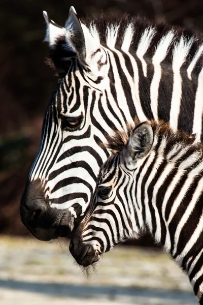 ゼブラ、セレンゲティ国立公園、タンザニア、東アフリカ — ストック写真