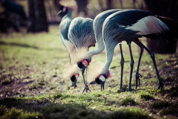 Graugekrönter Kranich (Balearica regulorum)) — Stockfoto