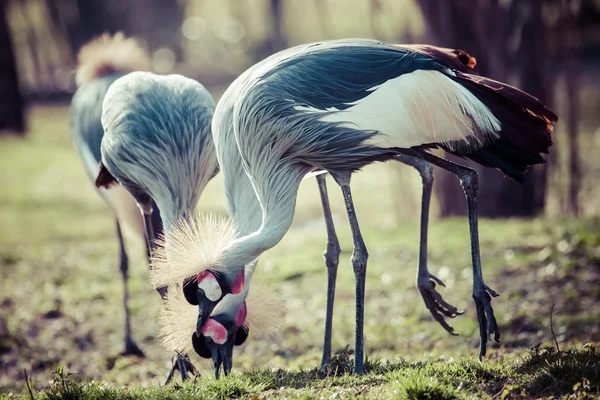 Witte gekroonde kraanvogel (Balearica regulorum)) — Stockfoto