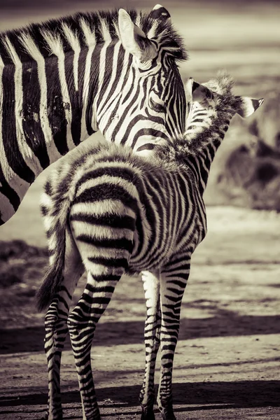 Zebra, Parc national du Serengeti, Tanzanie, Afrique de l'Est — Photo