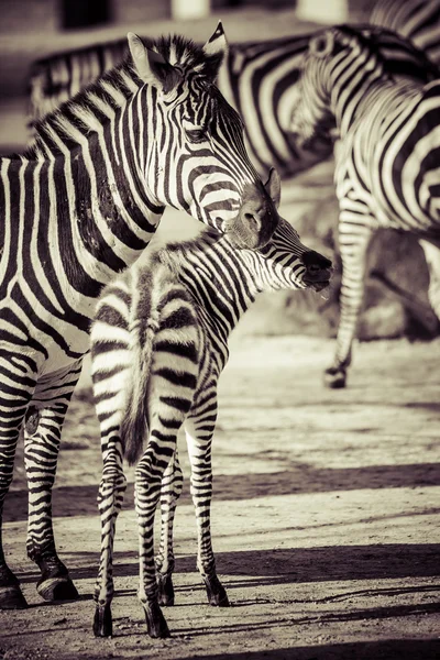 Zebra, Serengeti National Park, Tanzania, Oost-Afrika — Stockfoto