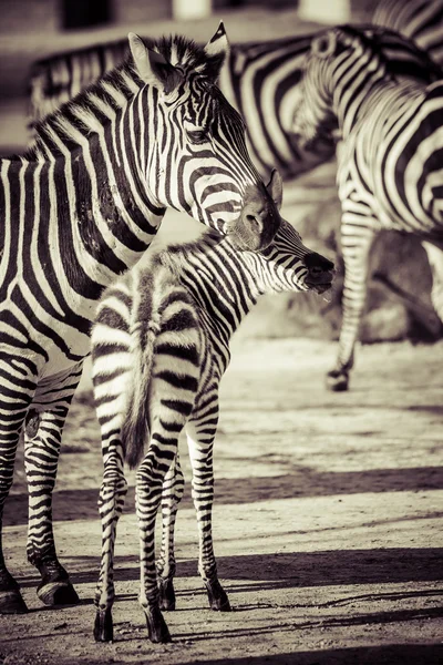 Zebra, Parc national du Serengeti, Tanzanie, Afrique de l'Est — Photo