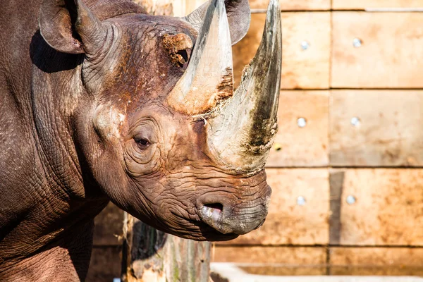 Tête de rhinocéros noire sur fond flou . — Photo