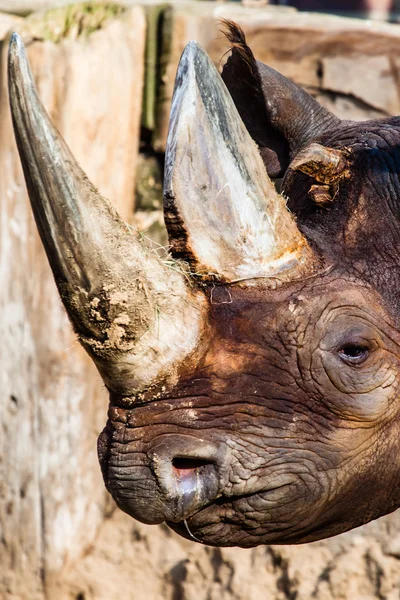 Black rhino head over blurred background. — Stock Photo, Image