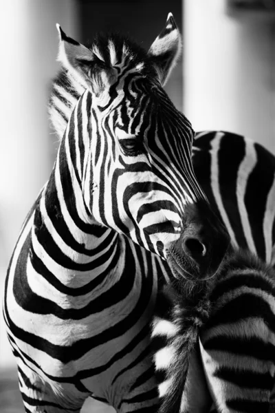 Zebra, Národní park Serengeti, Tanzanie, východní Afrika — Stock fotografie