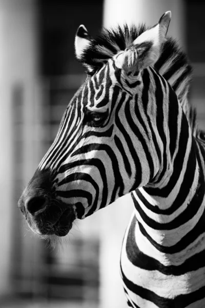 Zebra, Park Narodowy Serengeti, Tanzania, Afryka Wschodnia — Zdjęcie stockowe