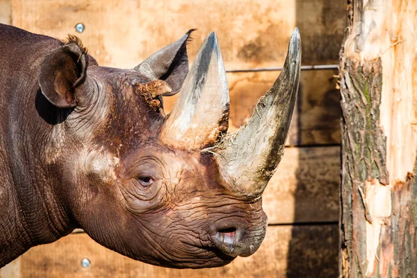 Black rhino head over blurred background. — Stock Photo, Image
