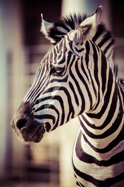 Zebra, Serengeti Milli Parkı, Tanzanya, Doğu Afrika — Stok fotoğraf