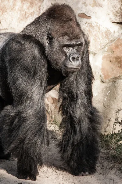 Gesichtsbild eines Gorilla-Männchens — Stockfoto