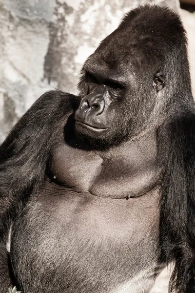 Gezicht portret van een man met gorilla — Stockfoto