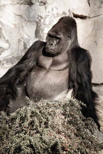 Face portrait of a gorilla male — Stock Photo, Image