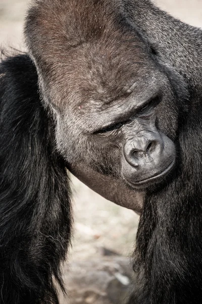 Gezicht portret van een man met gorilla — Stockfoto