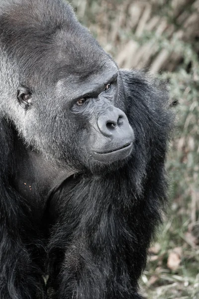 Retrato facial de un gorila macho — Foto de Stock