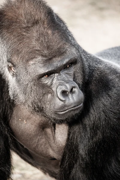 Face portrait of a gorilla male — Stock Photo, Image