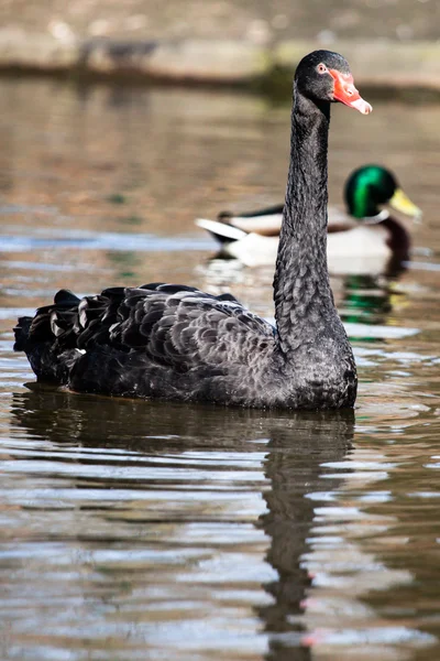 Плавание двух черных лебедей — стоковое фото