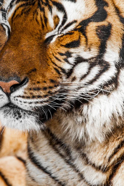 Close-up van een gezicht tijgers. — Stockfoto