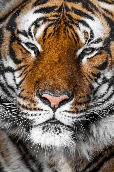 A tigrisek arc részlete. — Stock Fotó